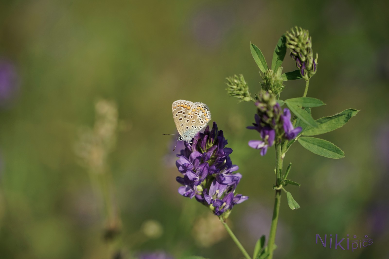 Bläuling im Sommer Bläuling im Sommer