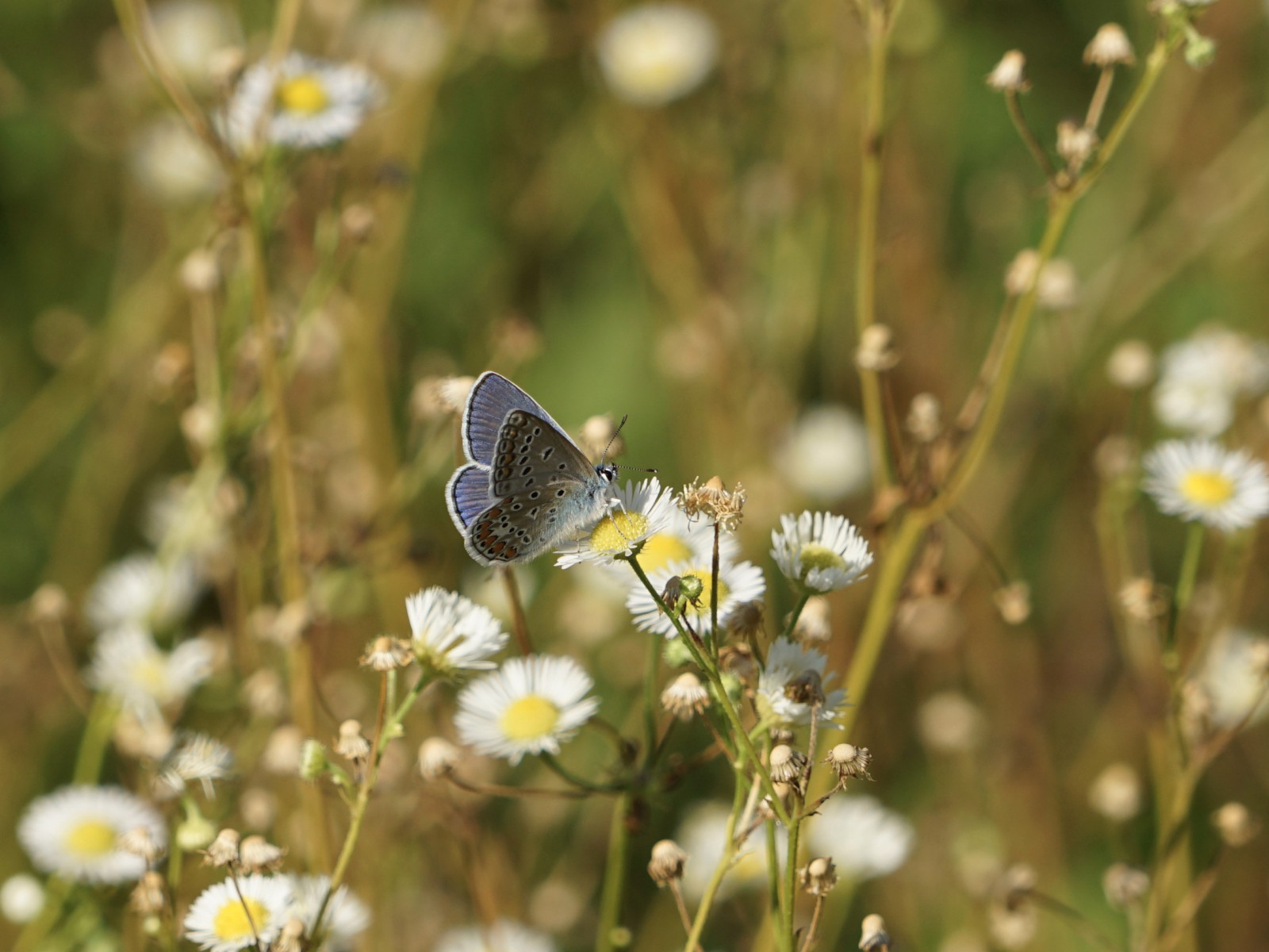 Bläuling im Westpark  Bläuling im Westpark