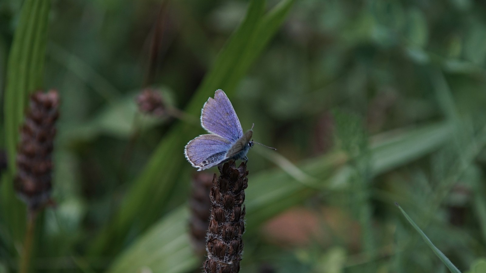 Bläuling in Herbstwiese Bläuling in Herbstwiese