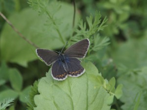 Bläuling Oberseite Weibchen