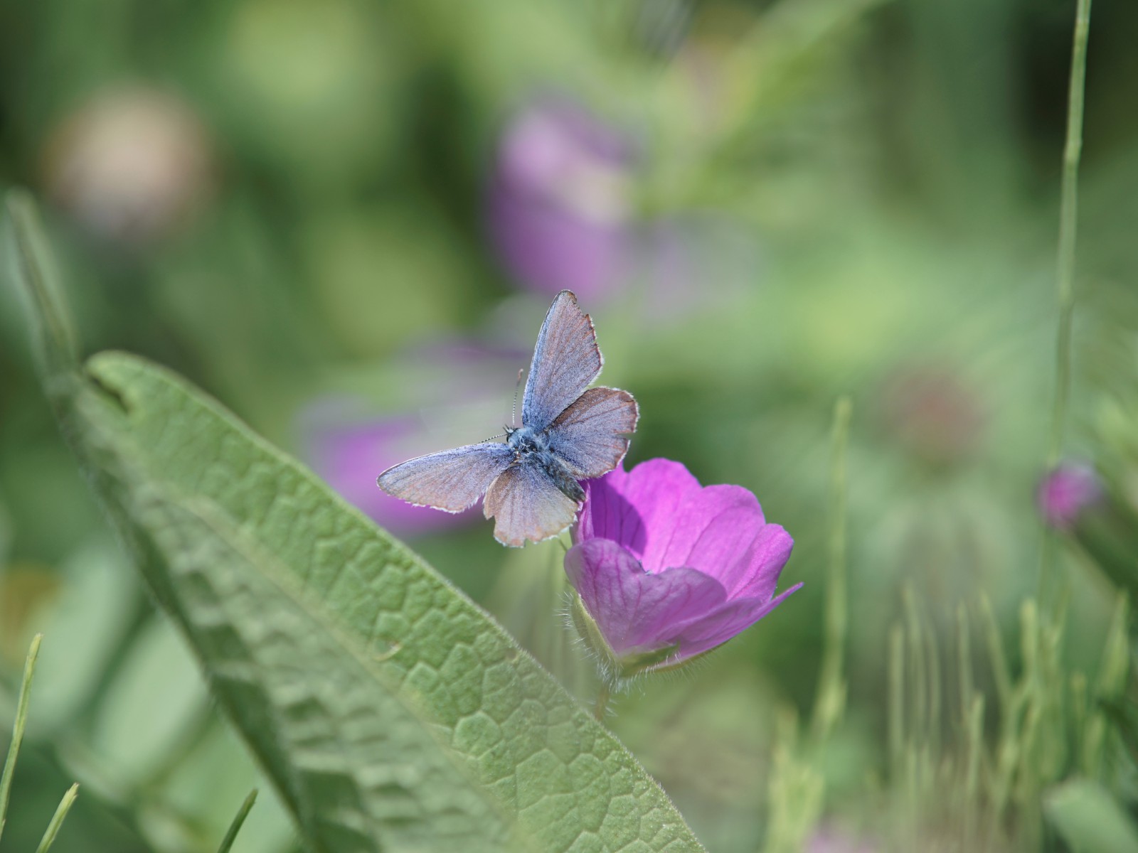 Bläuling unterwegs Bläuling unterwegs