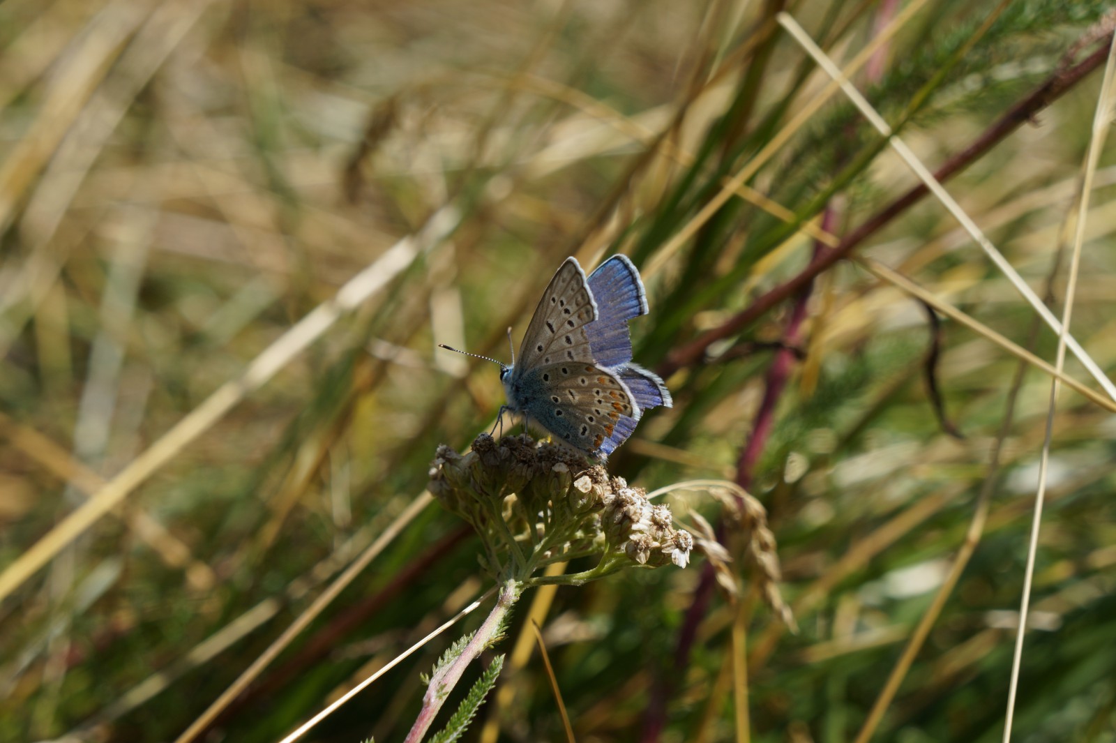 Bläuling von hinten Bläuling von hinten