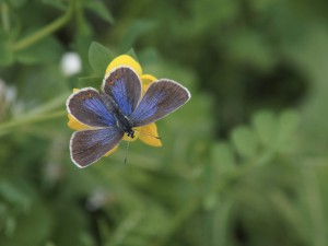 Bläuling Weibchen mit offenen Flügeln
