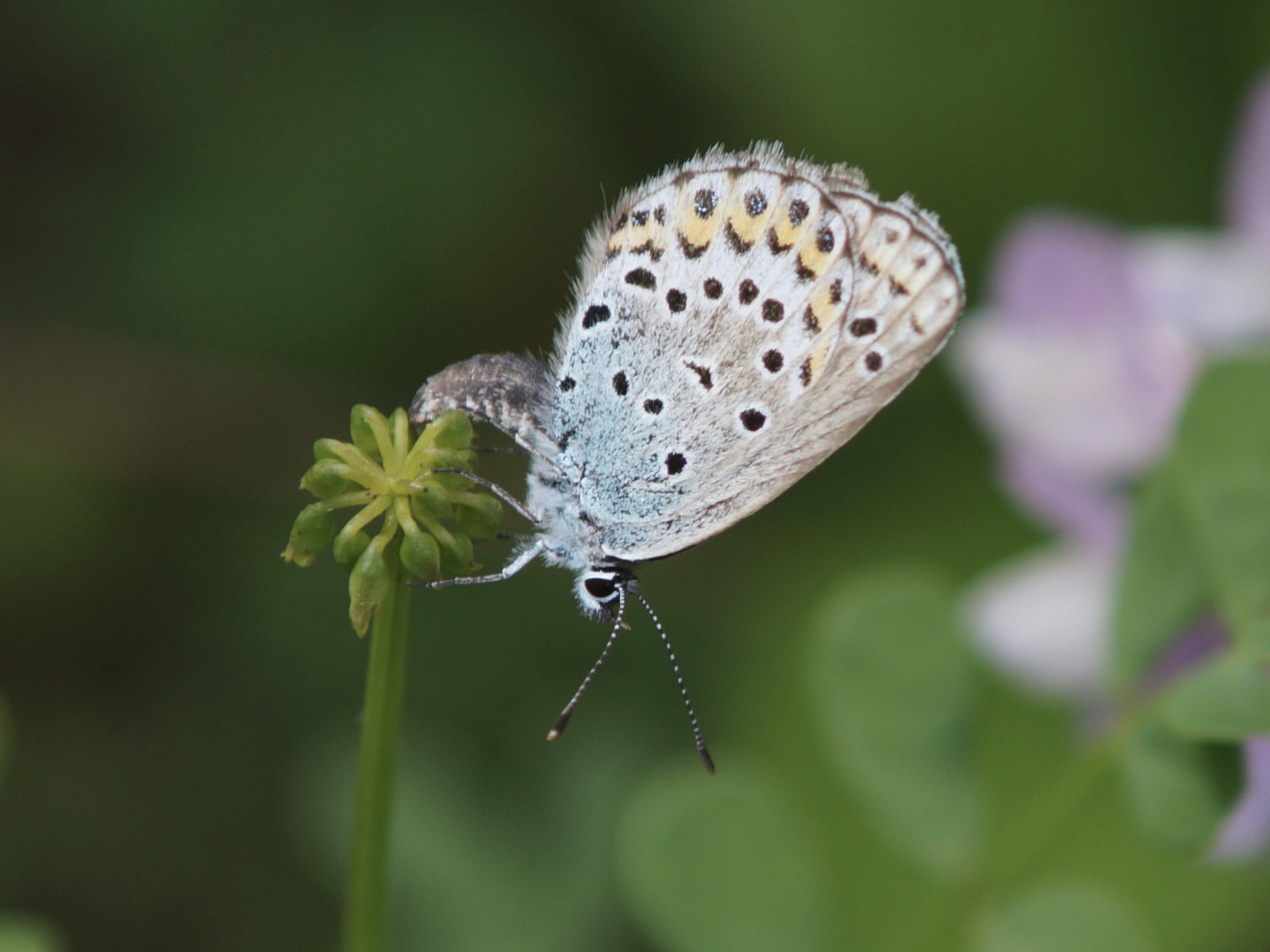 Gibts da unten noch Nektar Gibts da unten noch Nektar