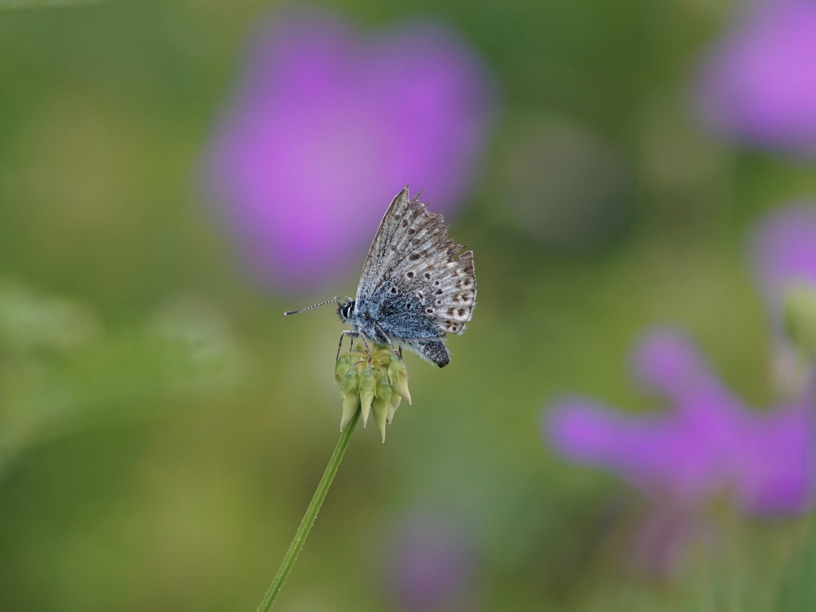 Ruhender Bläuling Ruhender Bläuling