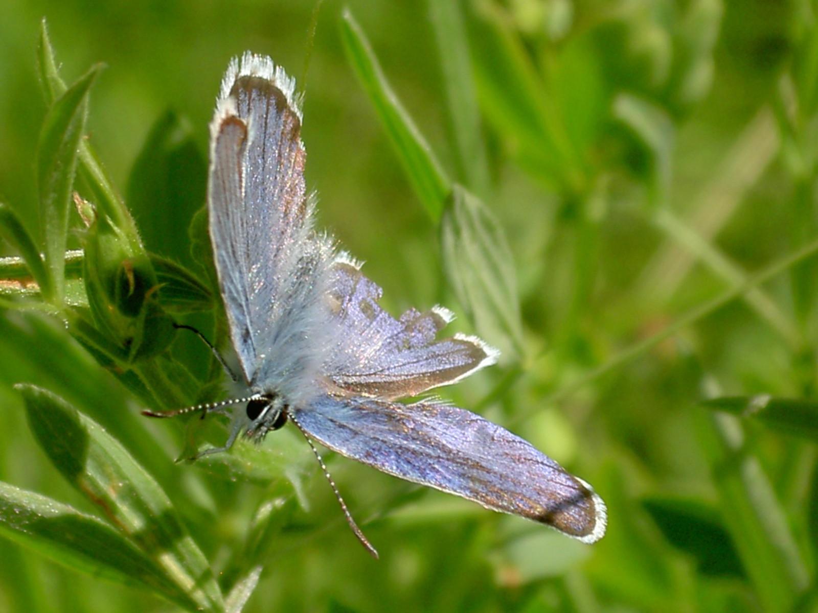 Schöner Bläuling Schöner Bläuling