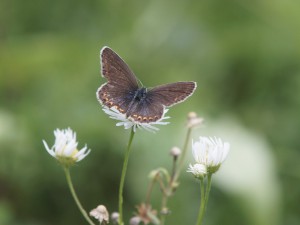 Weiblicher Bläuling auf weißer Blüte