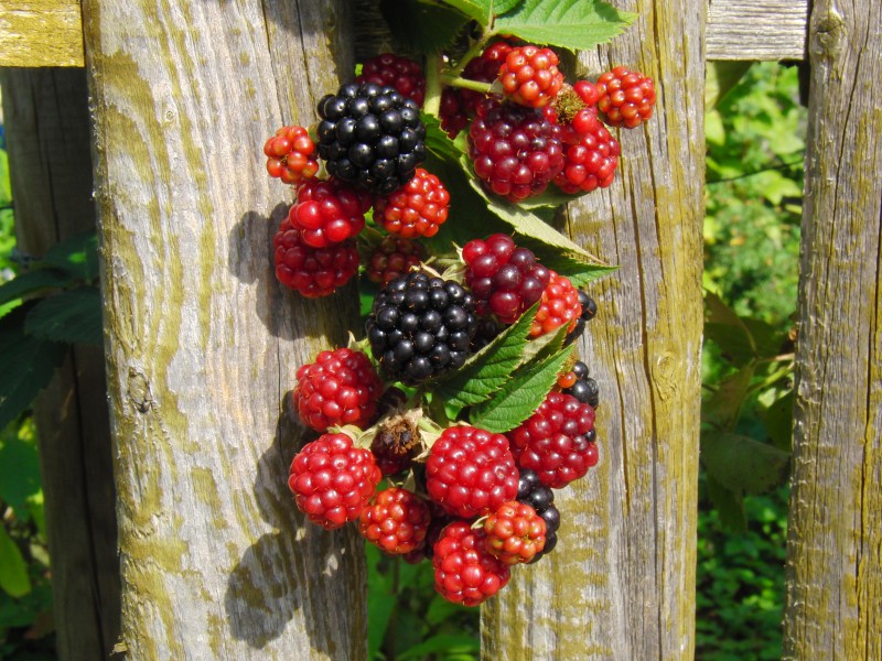  Brombeeren am Zaun