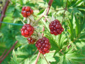 Rote Brombeeren im Garten Rote Brombeeren im Garten