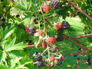Brombeeren im Garten Brombeeren im Garten