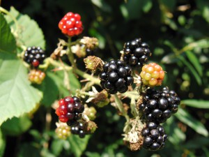 Brombeerenzweig Brombeerenzweig