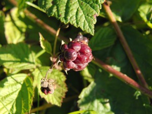 Kleine wilde Brombeere Kleine wilde Brombeere