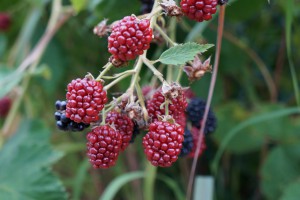 Rote Brombeeren 1 Rote Brombeeren 1