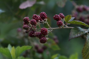 Rote Brombeeren 2 Rote Brombeeren 2
