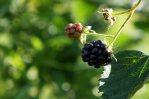 Schwarze Brombeere Schwarze Brombeere