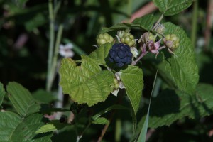 Wilde Brombeere Wilde Brombeere