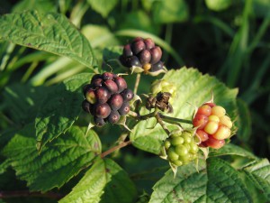 Wilde Brombeeren Wilde Brombeeren