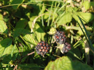 Wilde reife Brombeeren Wilde reife Brombeeren