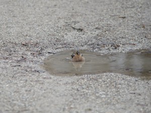 Buchfink in Wasserpfütze Buchfink in Wasserpfütze