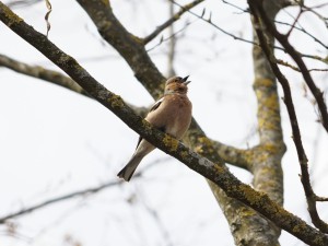 Buchfink singt im Vorfrühling Buchfink singt im Vorfrühling