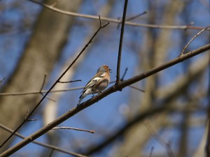 Buchfink Twittert auf Zweig Buchfink Twittert auf Zweig