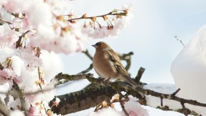 Buchfink staunt über den Schnee Buchfink staunt über den Schnee