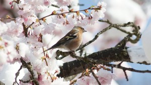 Das soll Frühling sein Das soll Frühling sein