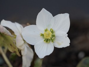 Christrose weiße Blüte