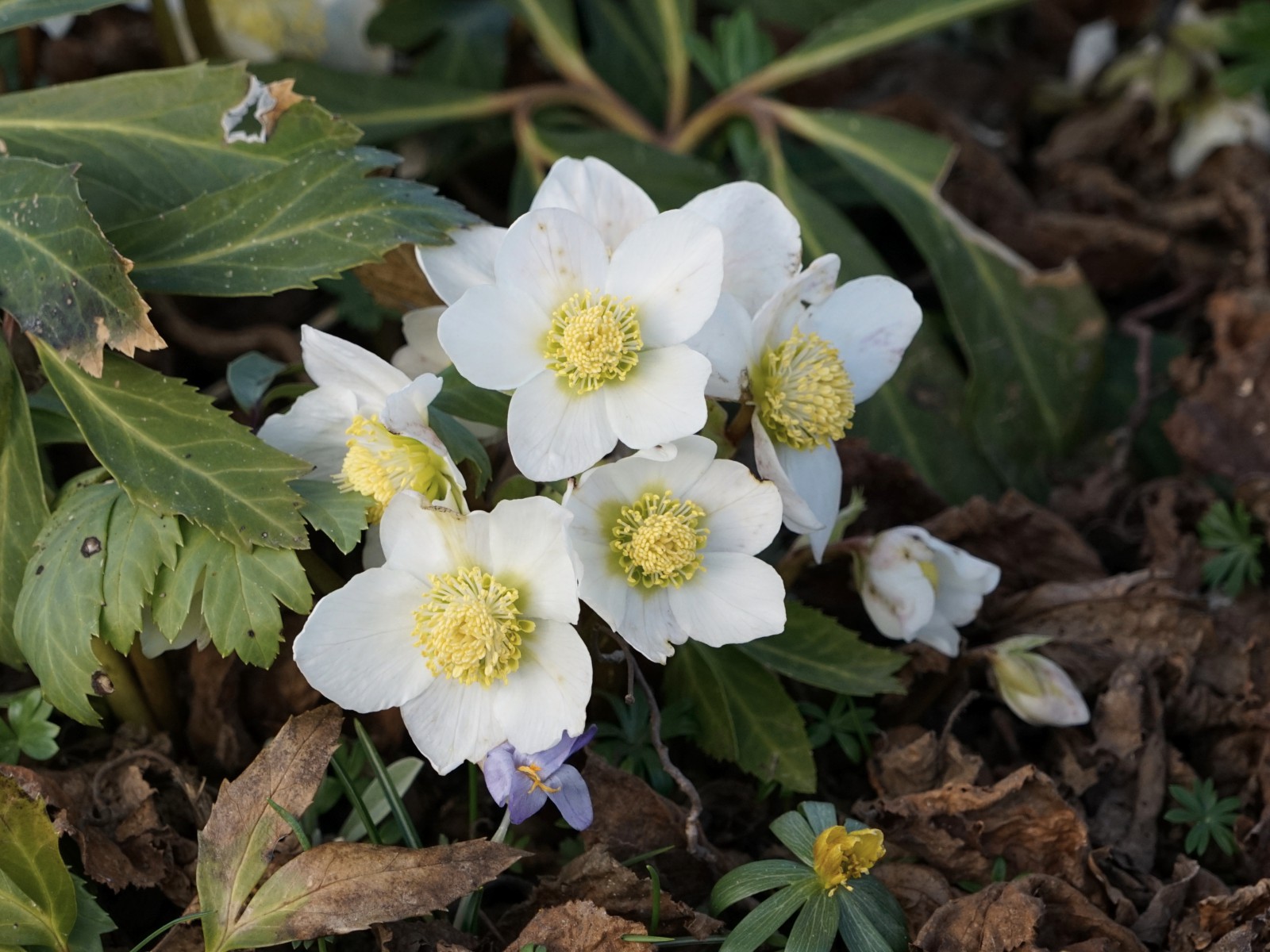 Christrosen weiß Christrosen weiß