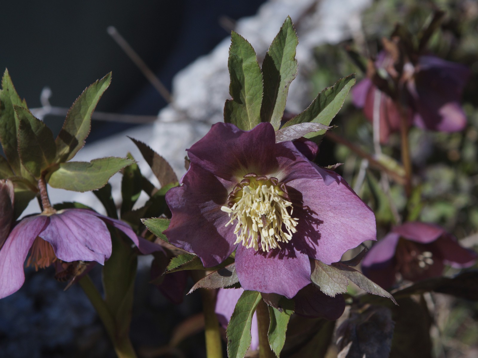 Rosa Christrosen Rosa Christrosen