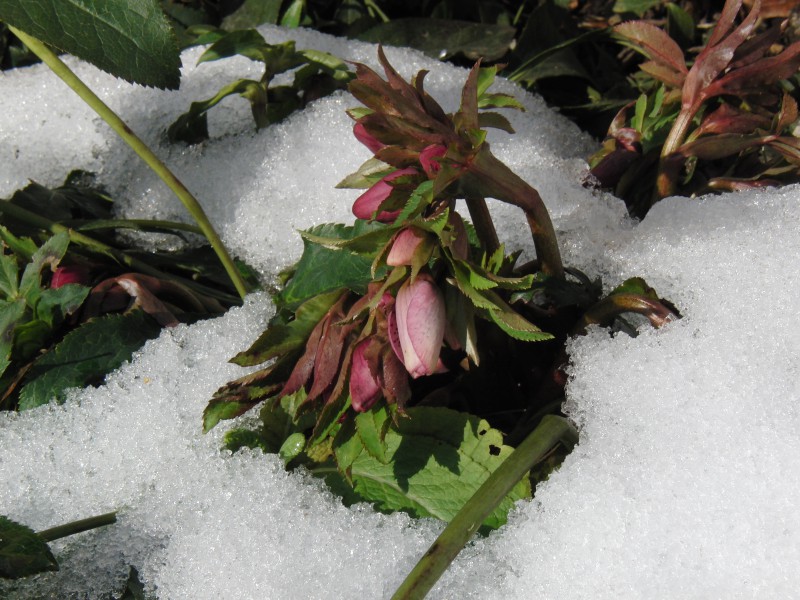  Rosa Schneerosen