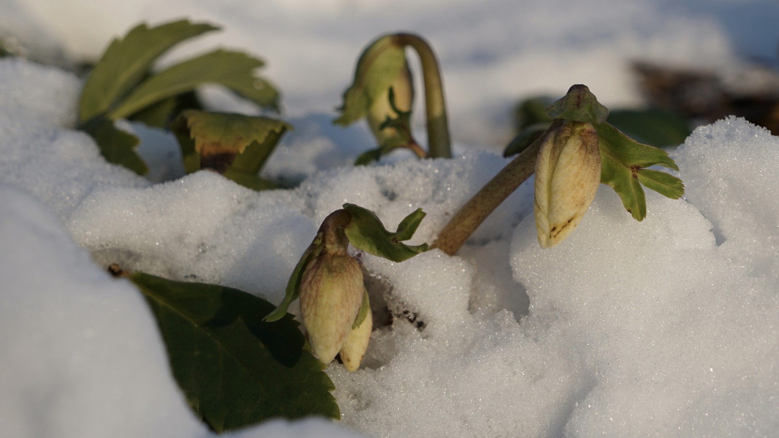 Schneerosen Schneerosen
