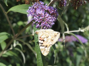 Distelfalter am Sommerflieder Distelfalter am Sommerflieder