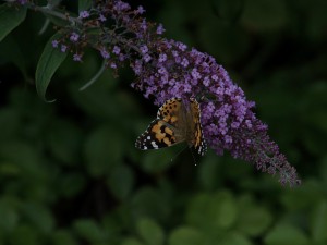 Distelfalter an Sommelflieder Distelfalter an Sommelflieder