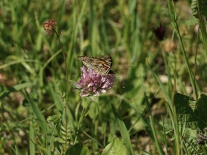 Distelfalter auf Kleeblüte Distelfalter auf Kleeblüte