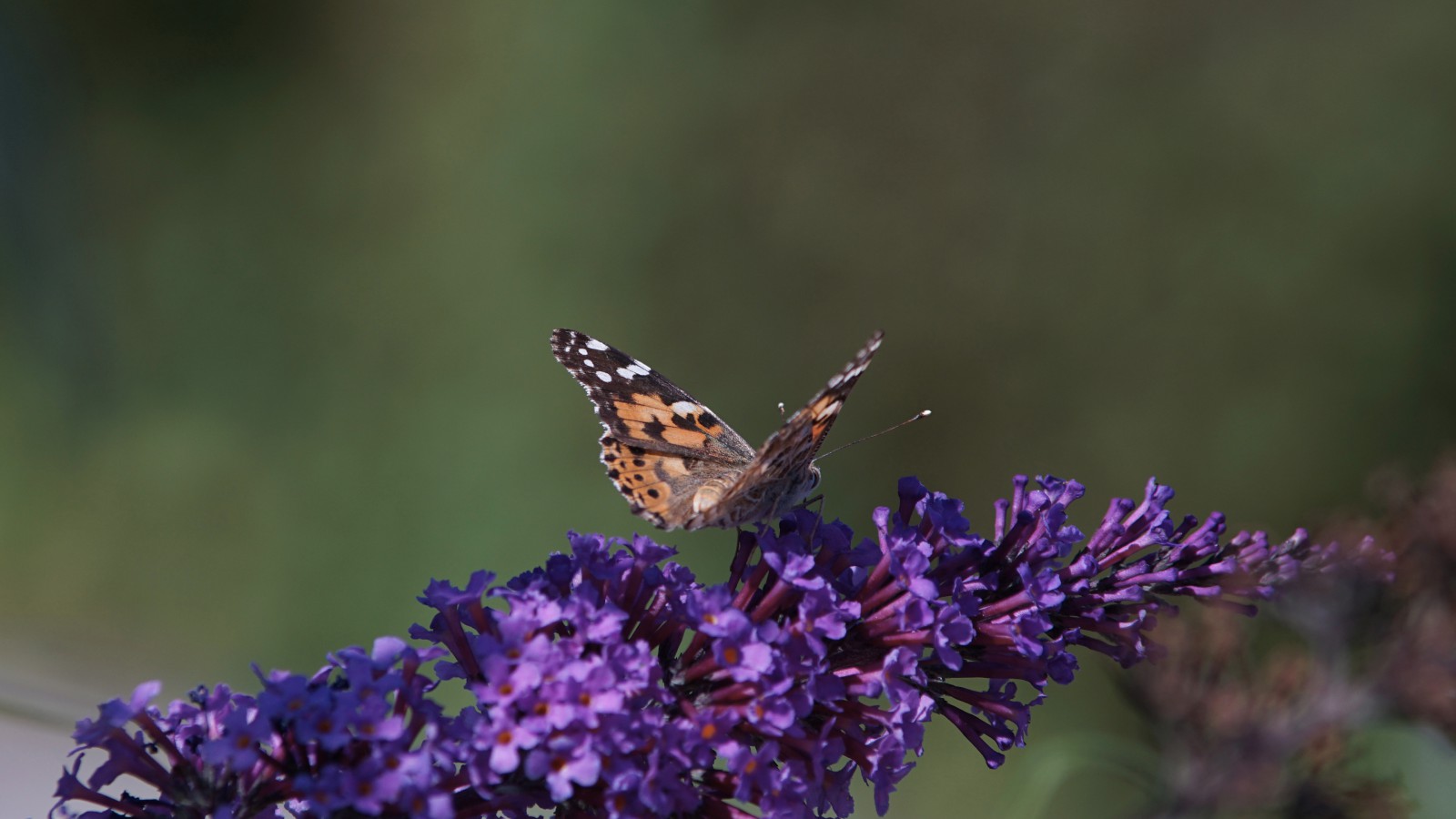Distelfalter auf lila Sommerflieder Distelfalter auf lila Sommerflieder