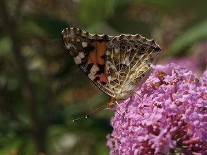 Distelfalter auf Schmetterlingsflieder Distelfalter auf Schmetterlingsflieder