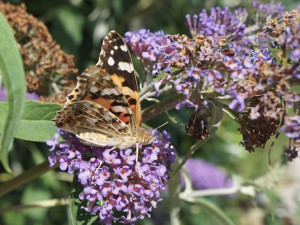 Distelfalter am Sommerflieder Distelfalter am Sommerflieder
