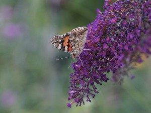Nektar vom Sommerflieder Nektar vom Sommerflieder