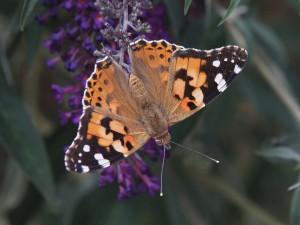 Distelfalter auf Sommerflieder Distelfalter auf Sommerflieder