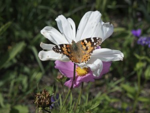 Distelfalter auf welker Sommerblüte Distelfalter auf welker Sommerblüte