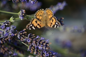 Distelfalter im Lavendel Distelfalter im Lavendel