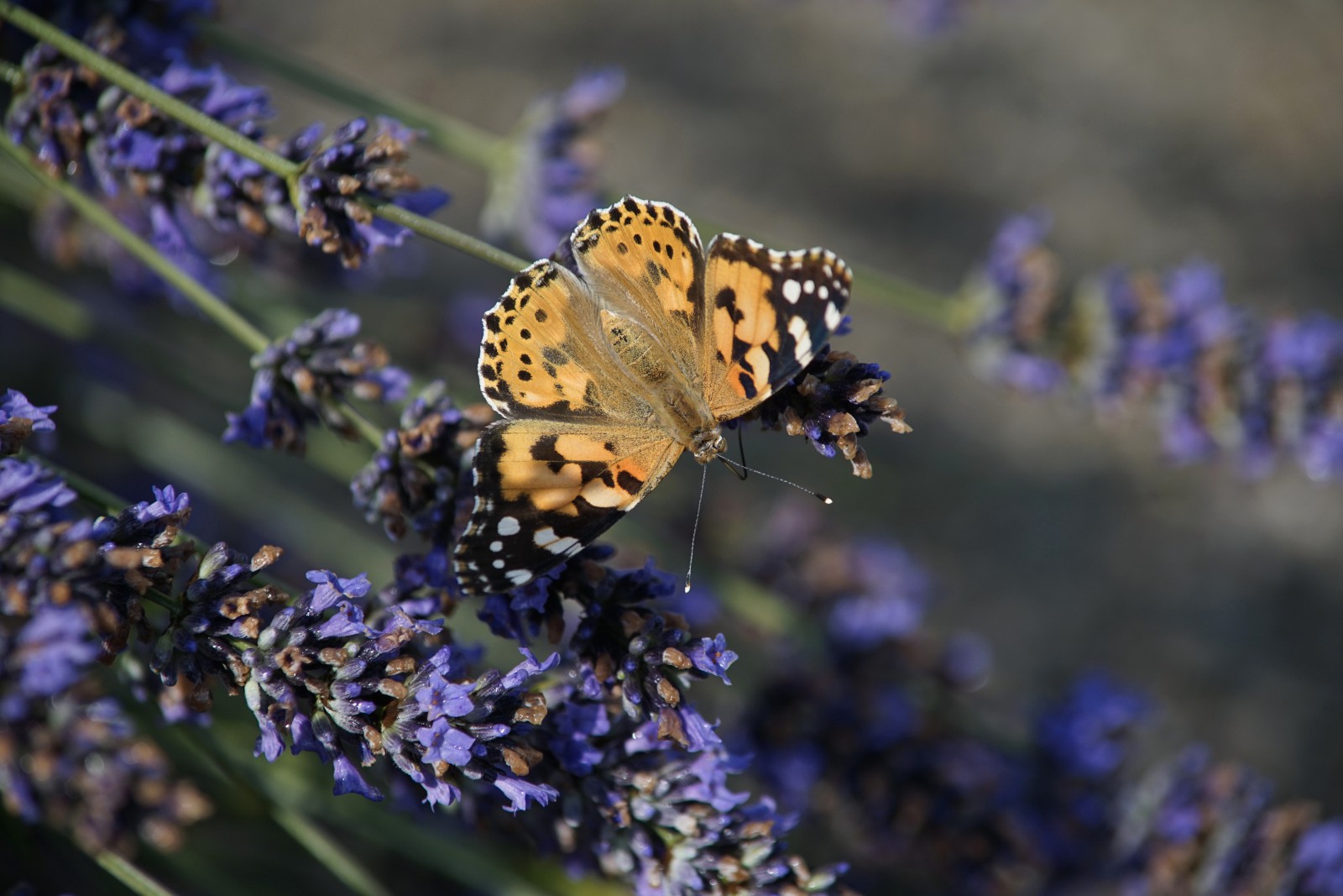 Distelfalter im Lavendeltraum Distelfalter im Lavendeltraum