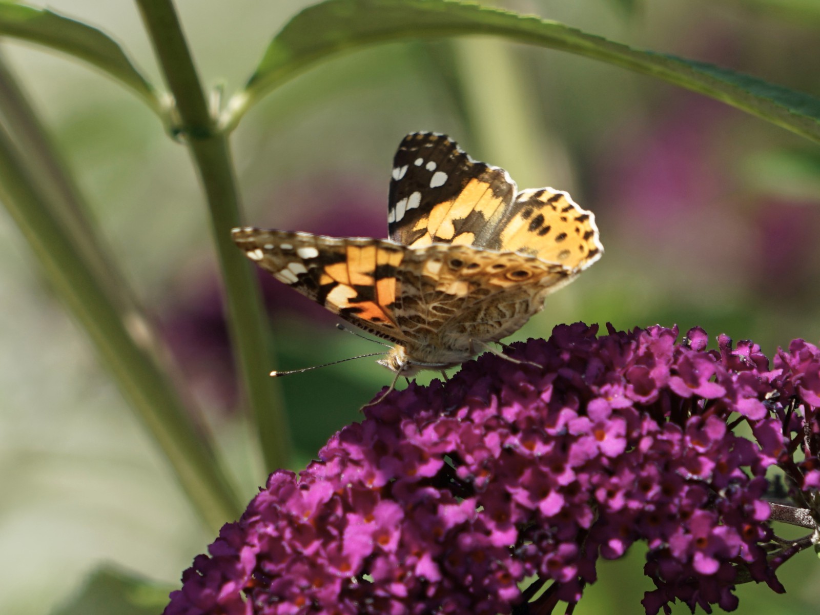 Distelfalter im Nektar Dschungel Distelfalter im Nektar Dschungel