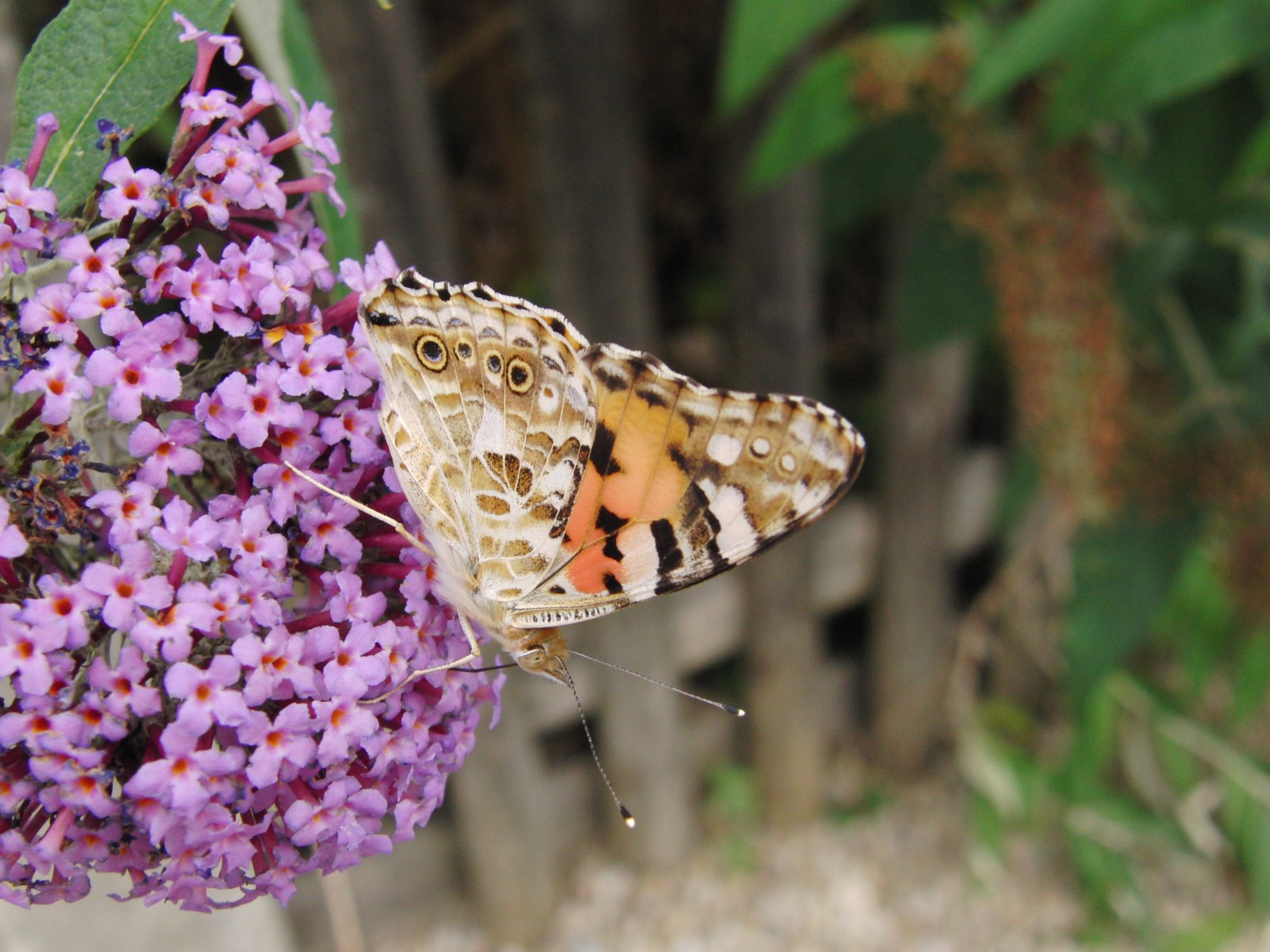 Distelfalter im Schrebergarten Distelfalter im Schrebergarten