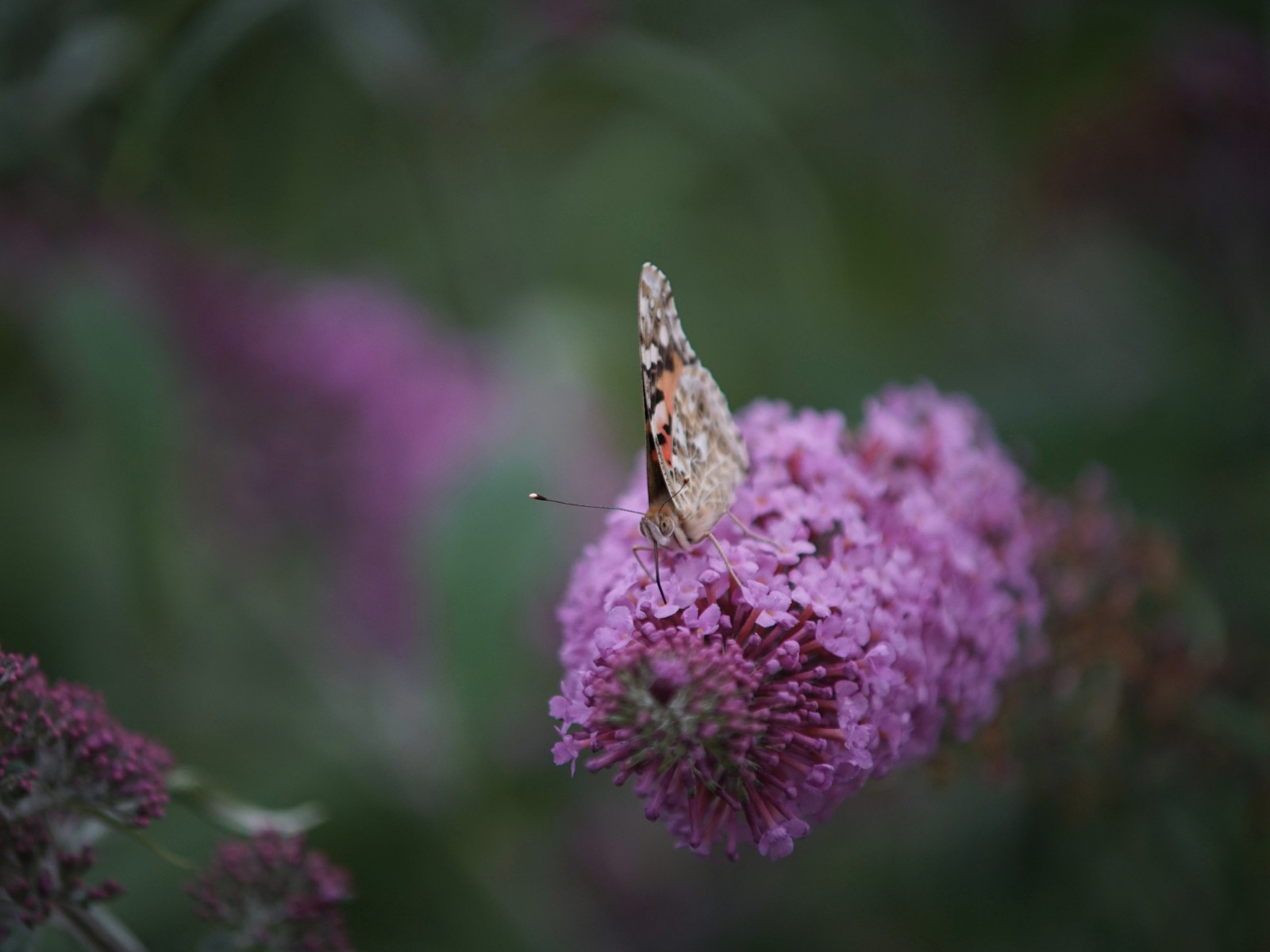 Distelflieger am Süßstoff Tanken Distelflieger am Süßstoff Tanken