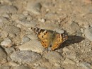 Fliege meinen Weg