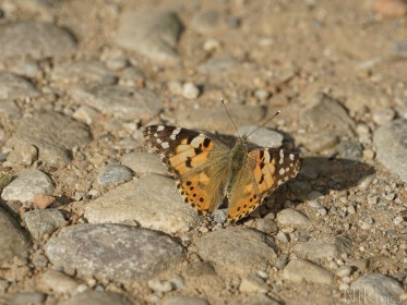  Distelfalter