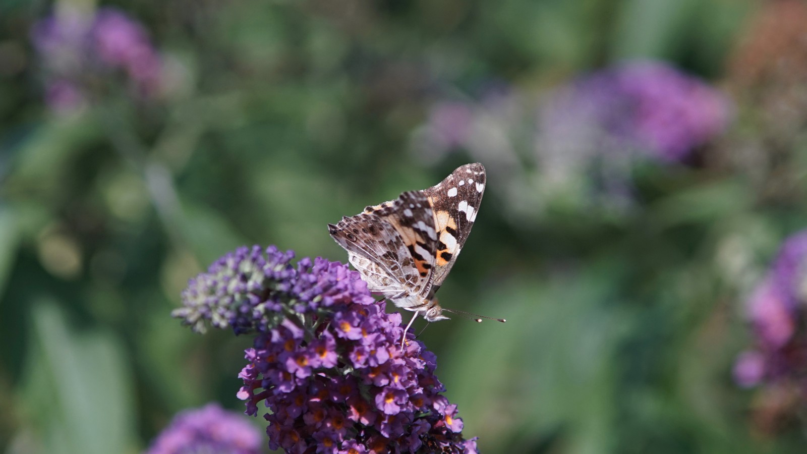 Kraft tanken auf Sommerflieder Kraft tanken auf Sommerflieder