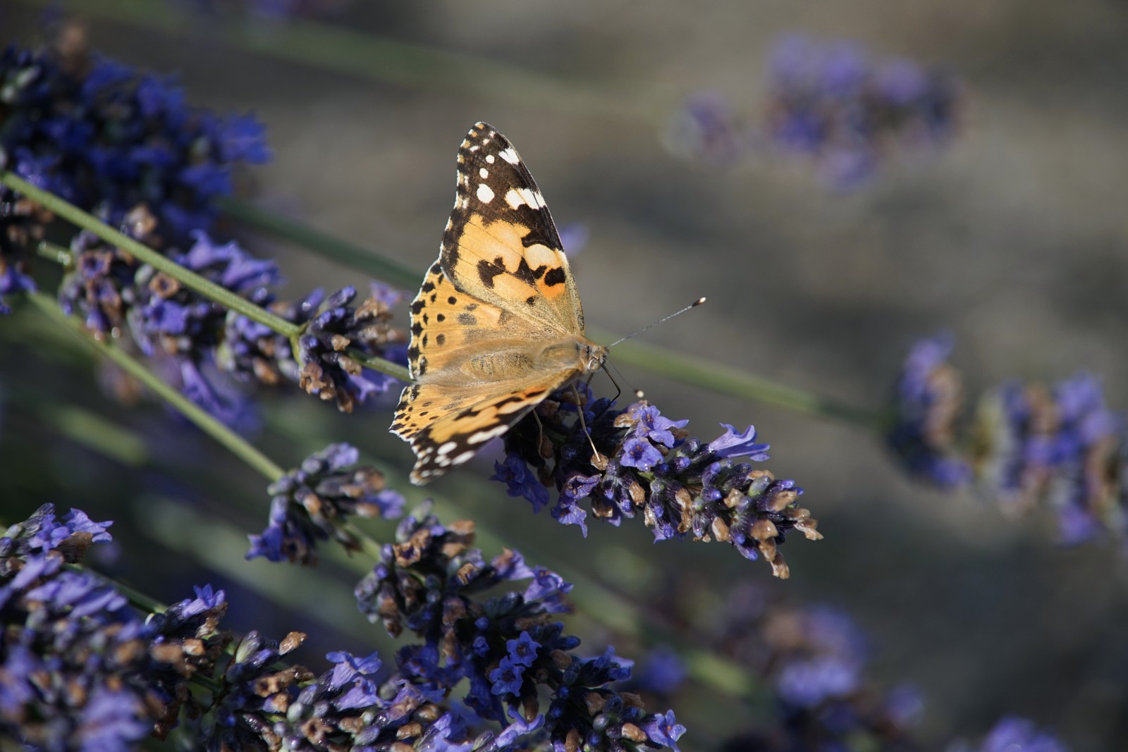 Lavendelreiter Lavendelreiter